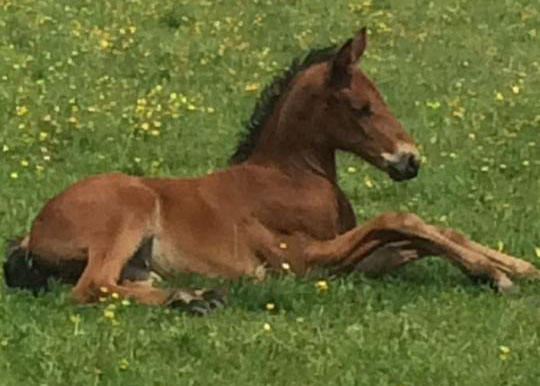 Euro Sport Horse - Dressage Foals For Sale